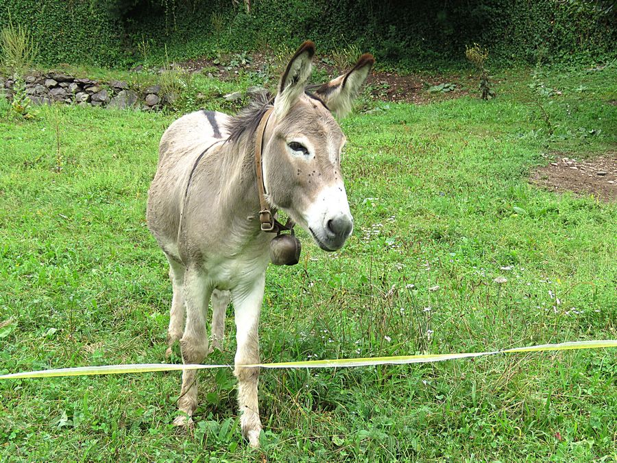 donkey