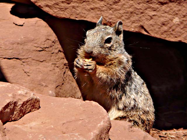 Ground squirrel