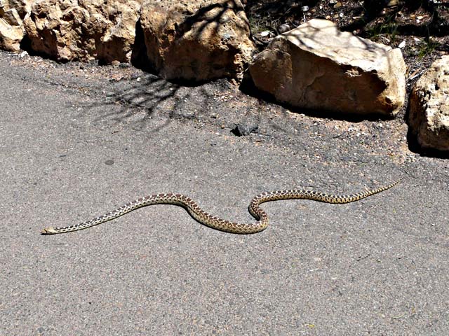 Gopher snake