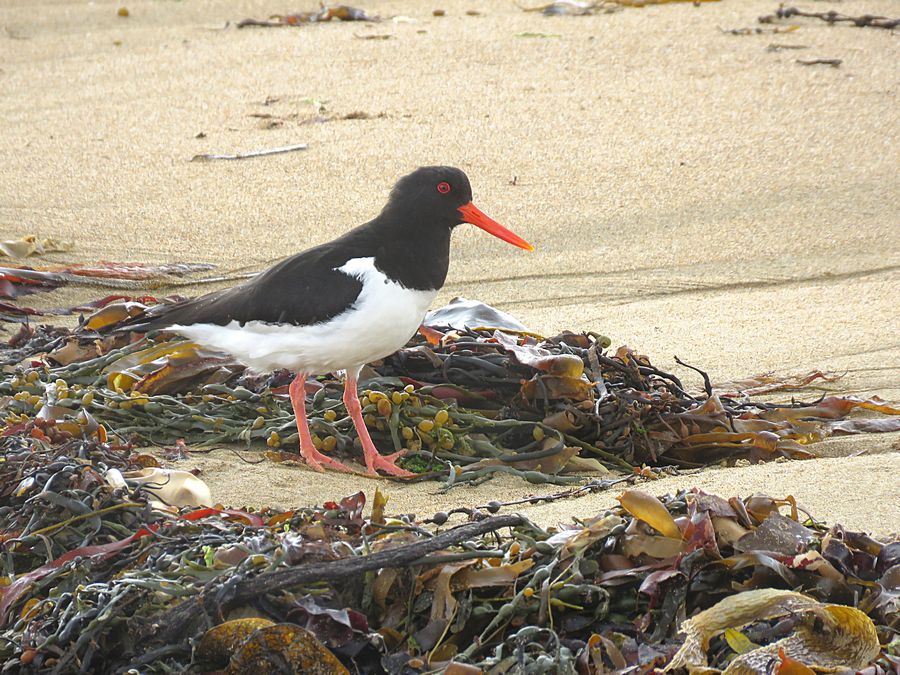 oystercatcher