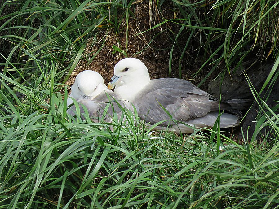 nesting seabirds