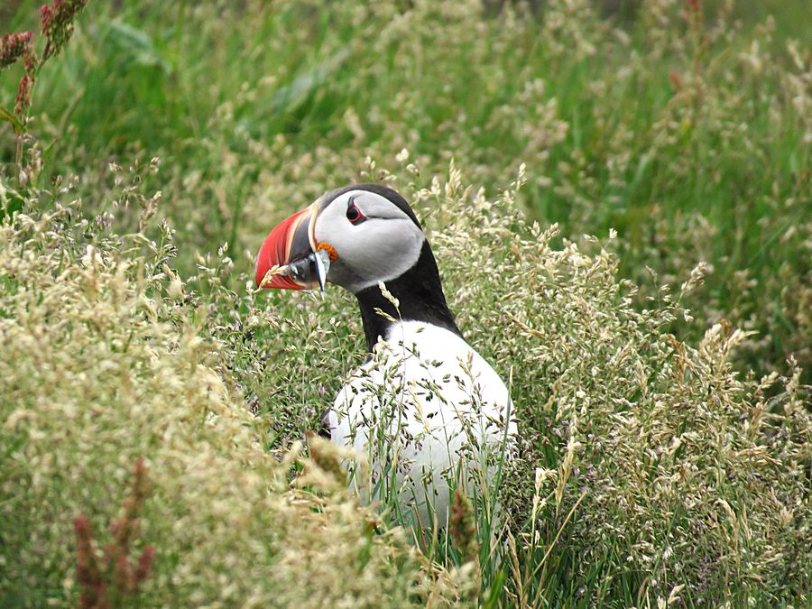 Puffin