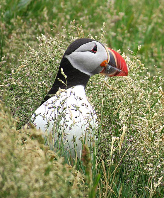 puffin