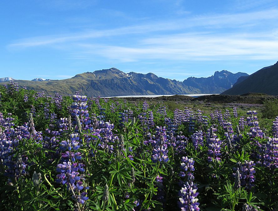 lupine and glacier