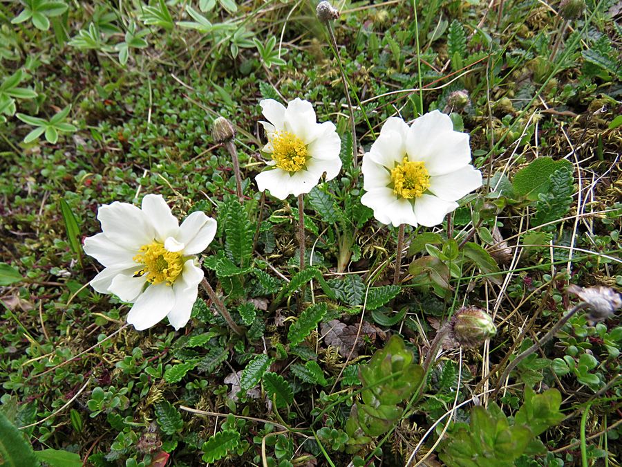 flowers