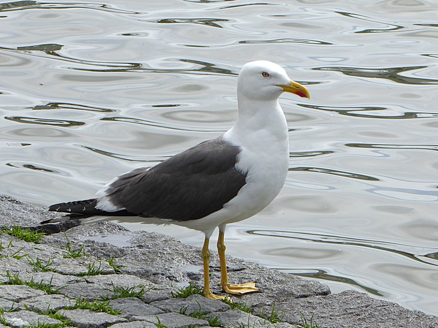 seagull