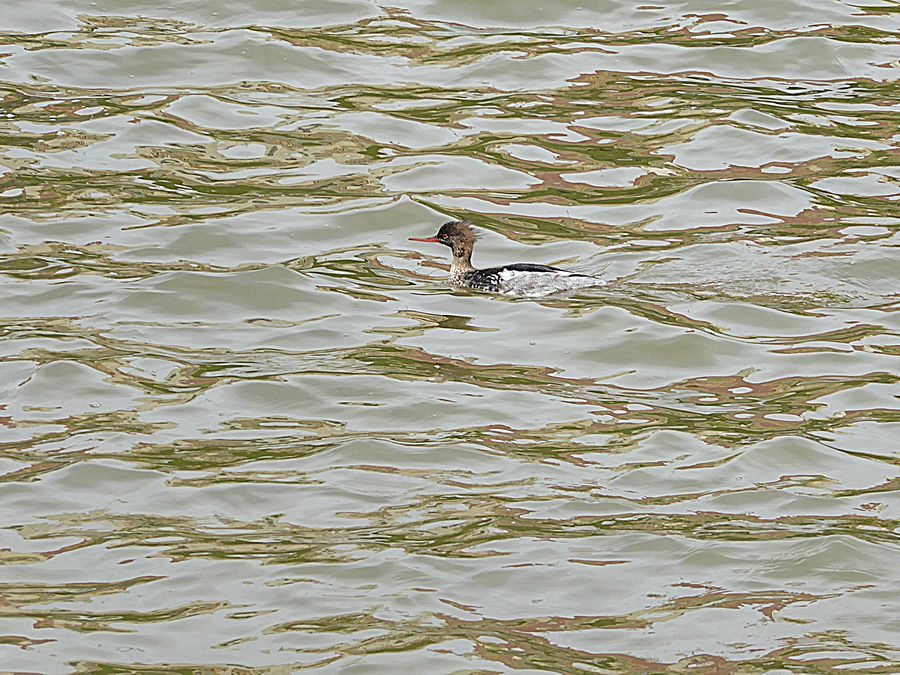 Merganser