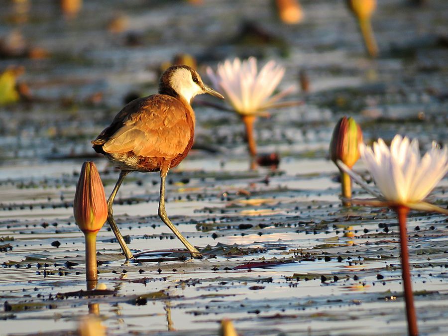 jacana