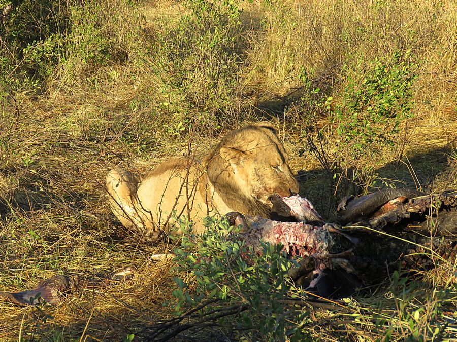 male lion