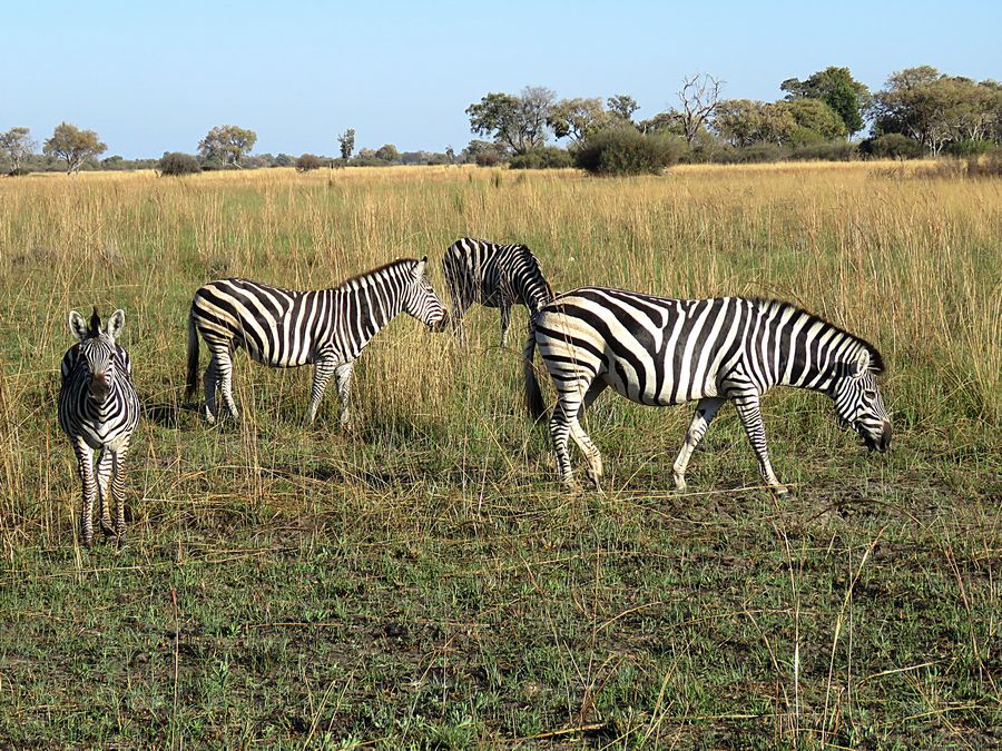 zebras