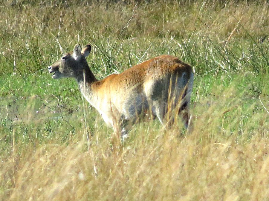 red lechwe