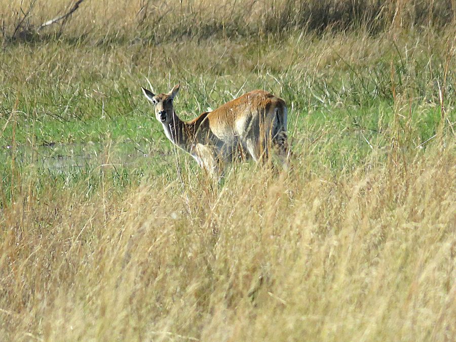 red lechwe