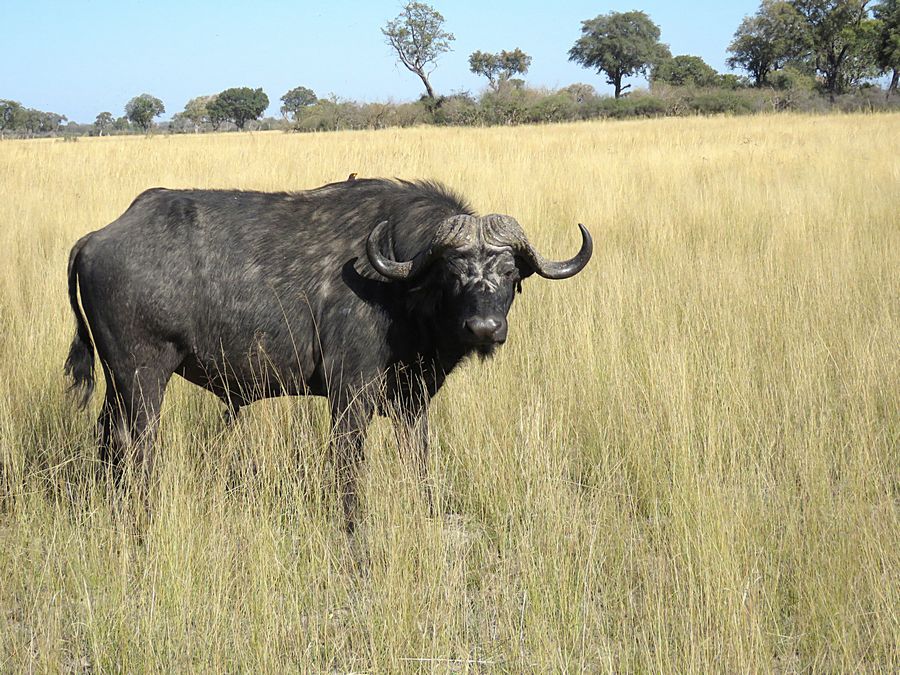 cape buffalo