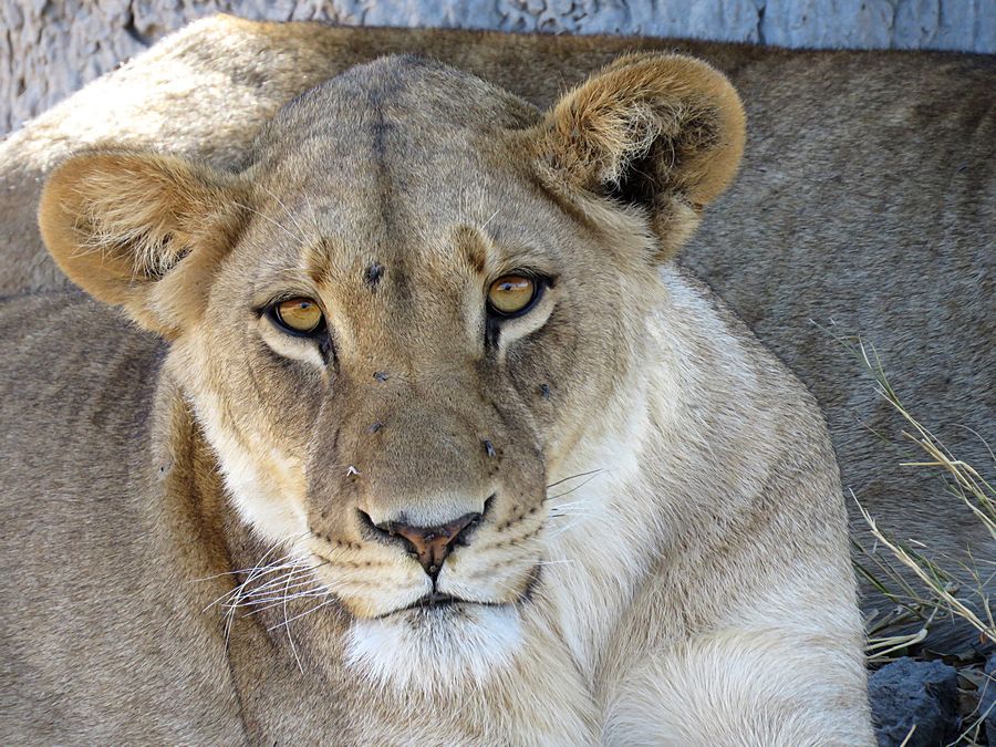 lion closeup