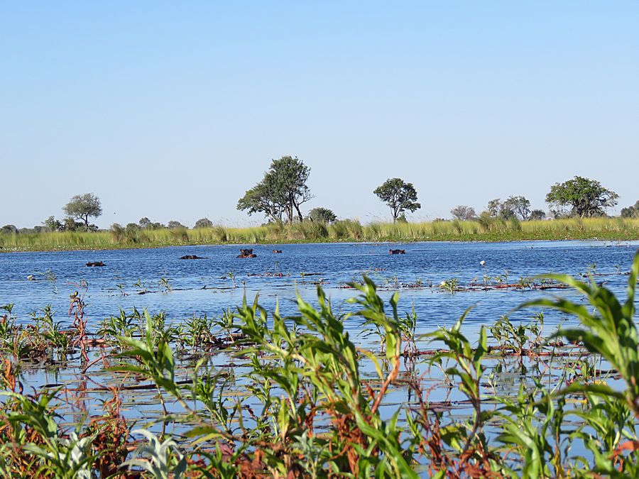 Hippopotamus