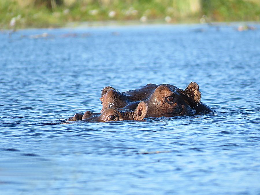 hippo and baby