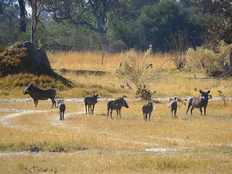 warthogs