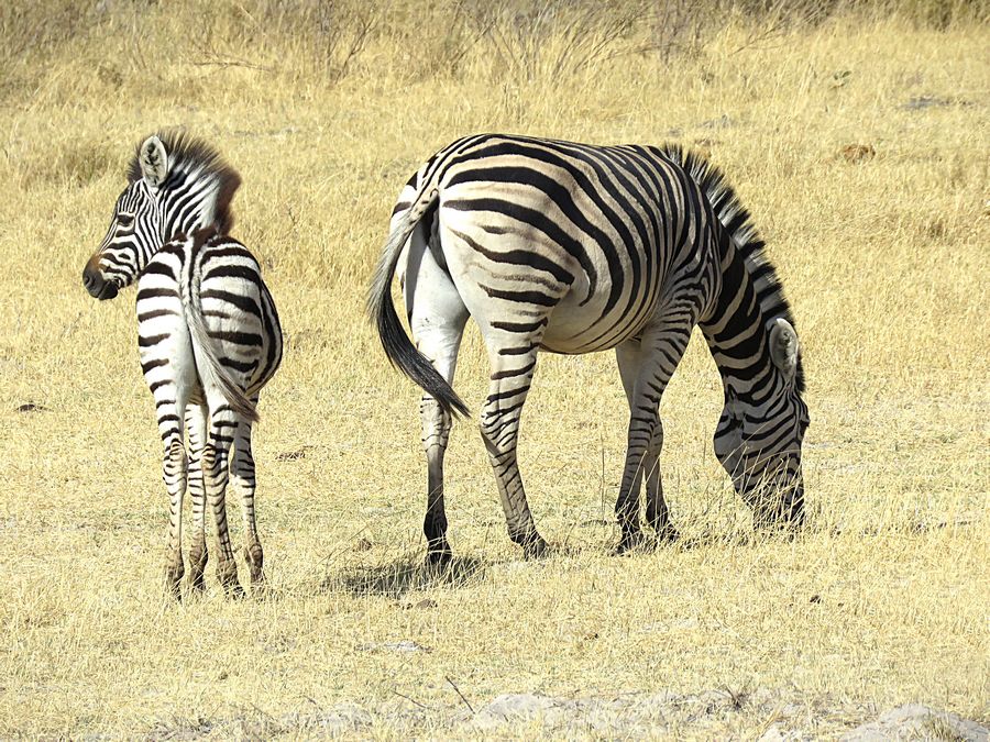 zebras