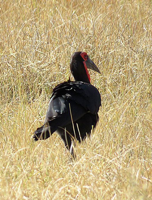 ground  hornbill