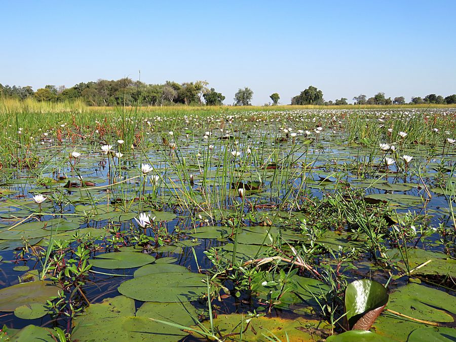 waterlilies