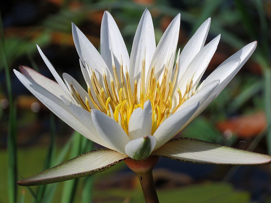 water lily