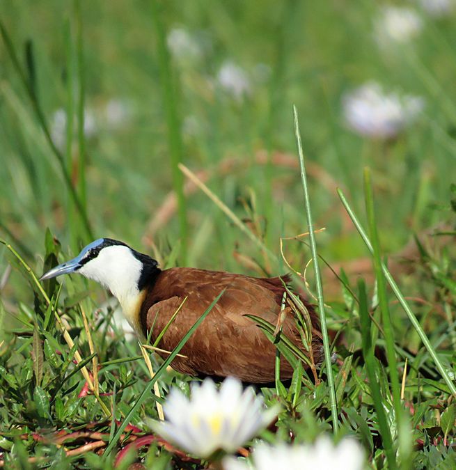 jacana