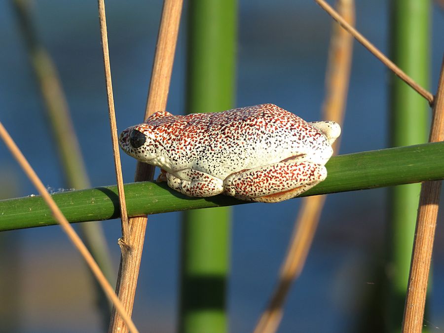 painted reed frog