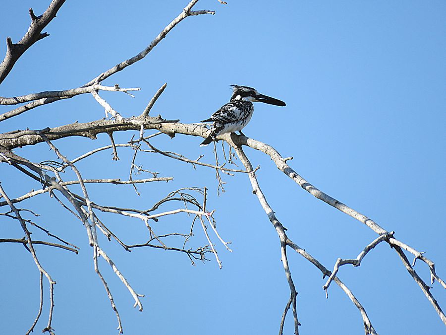 pied kingfisher