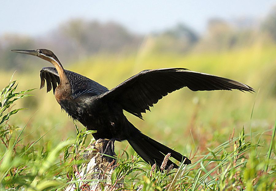 Darter wings spread