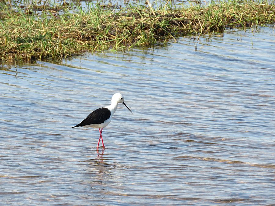 black-winged stilt