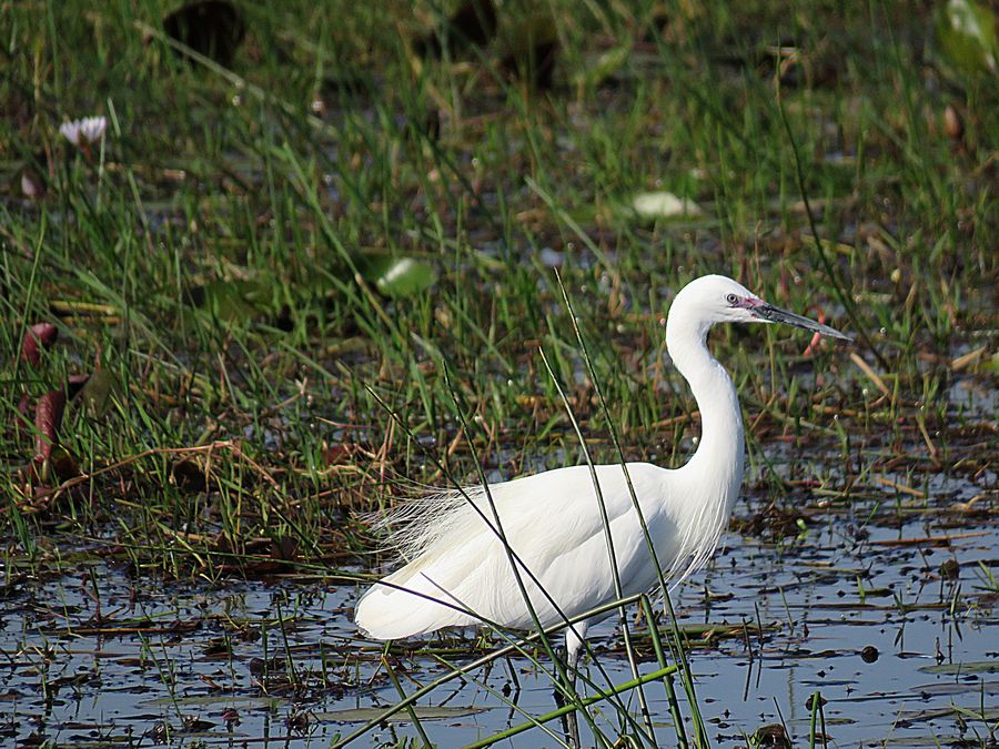 great white egret