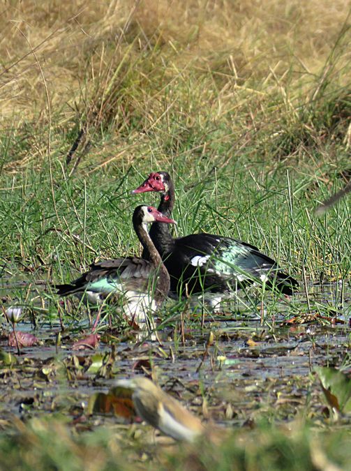 spur-winged goose