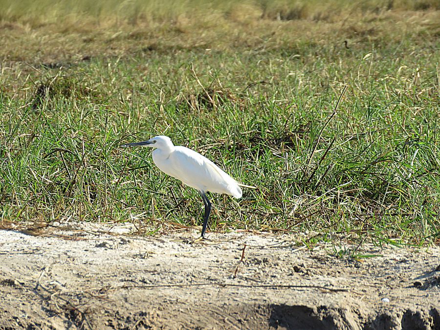 egret