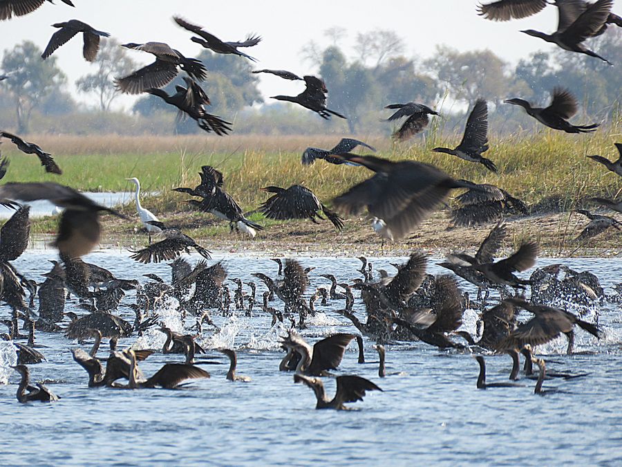 birds in flight