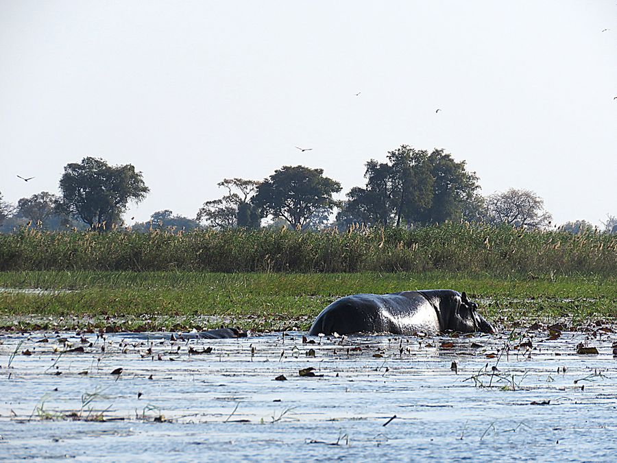 hippos