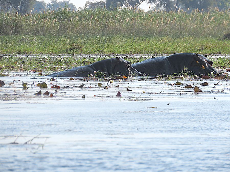 hippos