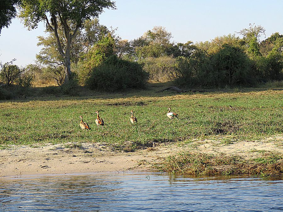 Egyptian geese