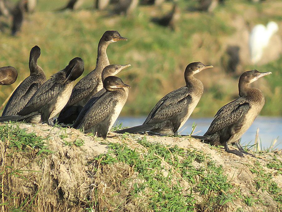 reed cormorant