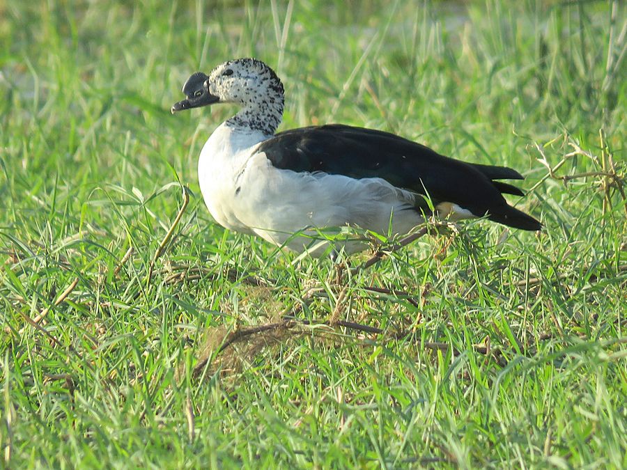 knob-billed duck