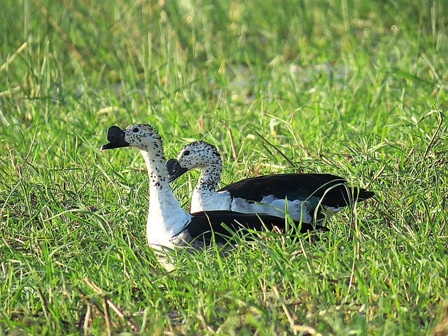 knob-billed duck