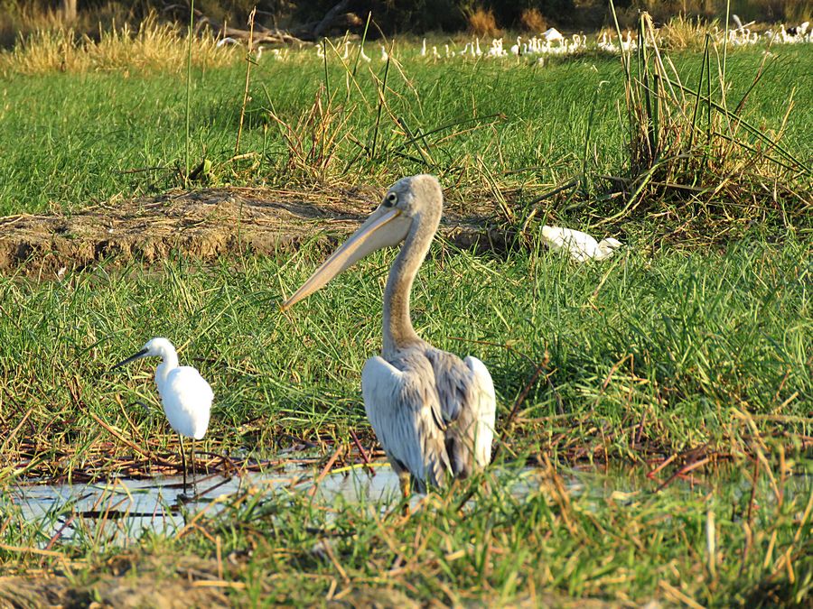 pelican