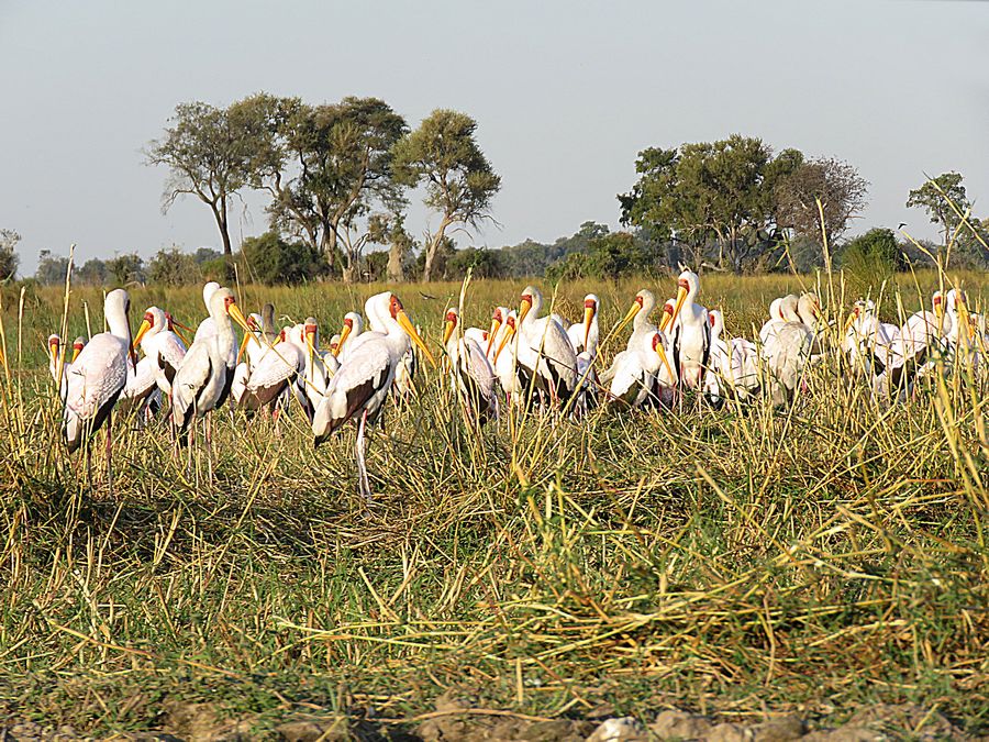 stork convention