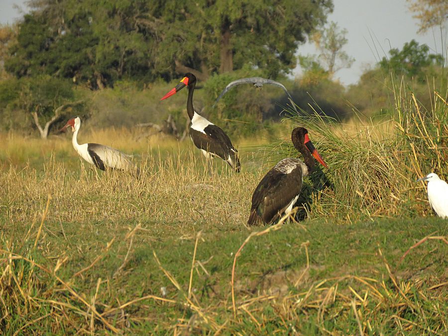 saddle-billed stork