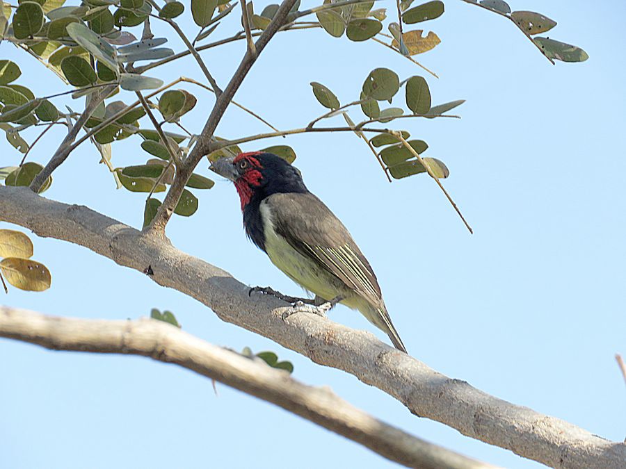 barbet