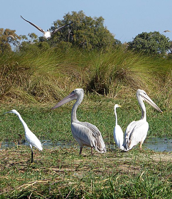 Pelicans