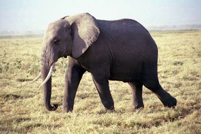 Elephant