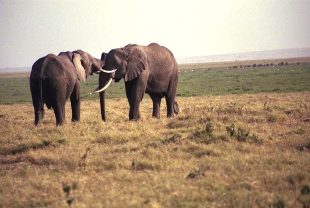 Male elephants engaged in friendly sparring