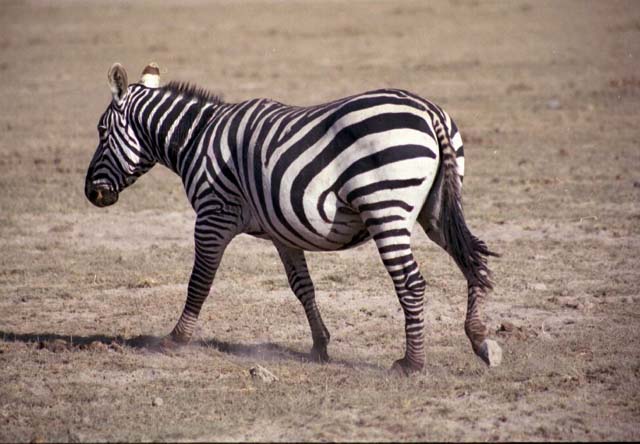 Zebra