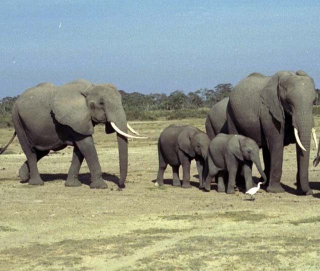 Elephants with their babies