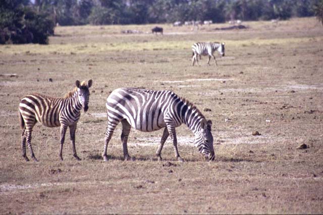 Zebras